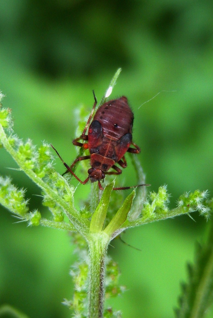 Ninfa di  Deraeocoris olivaceus del Piemonte (VB)