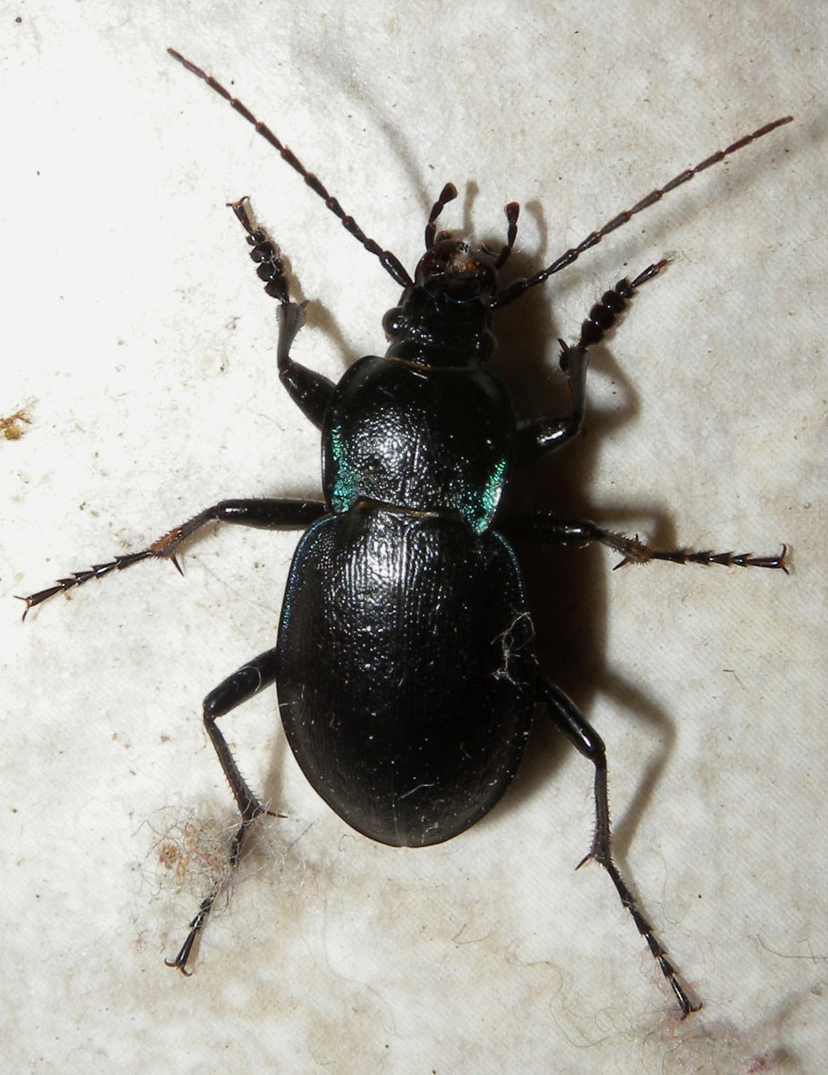 Carabus monticola da Anzino (VB)