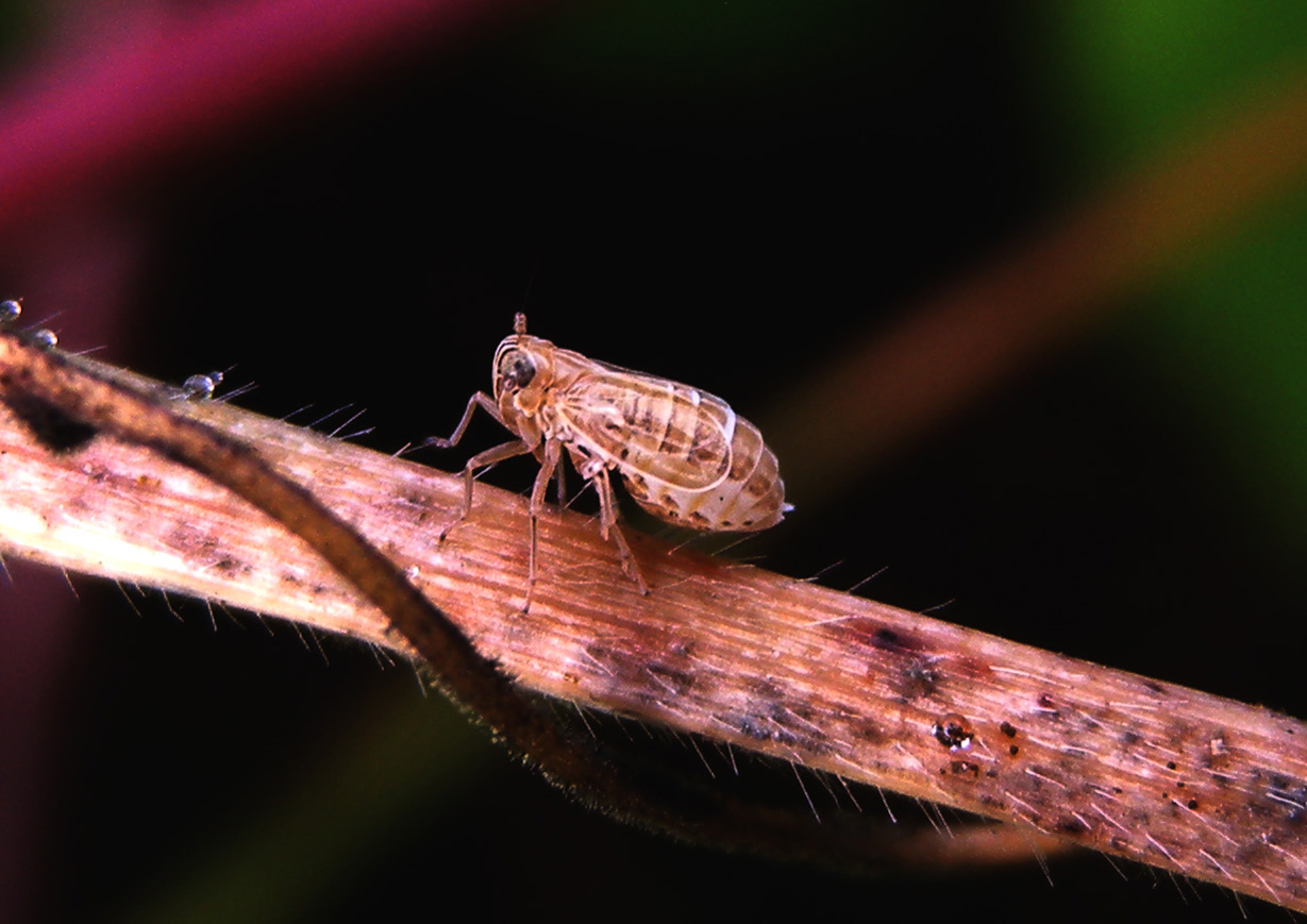 adulto brachittero di Delphacidae