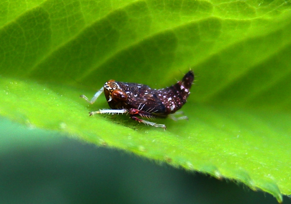 ninfa cicadellidae?
