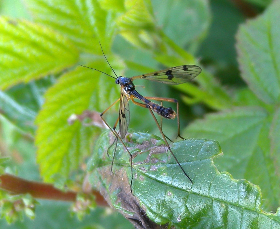 Ptychoptera cfr. contaminata, maschio