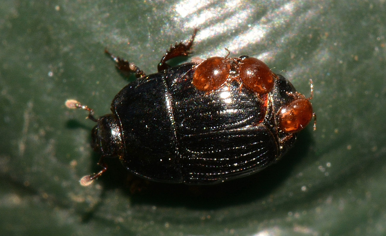 Atholus duodecimstriatus ssp. duodecimstriatus (Histeridae)