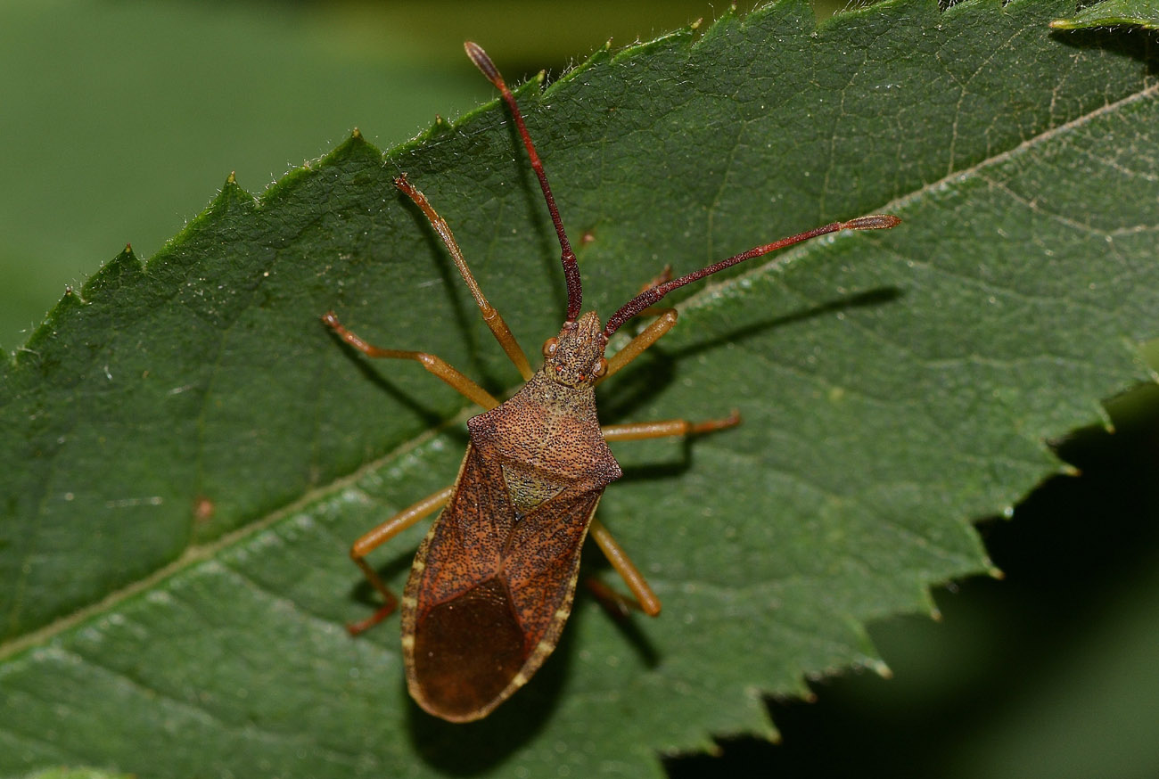 Coreidae: Gonocerus acuteangulatus della Lombardia (MI)