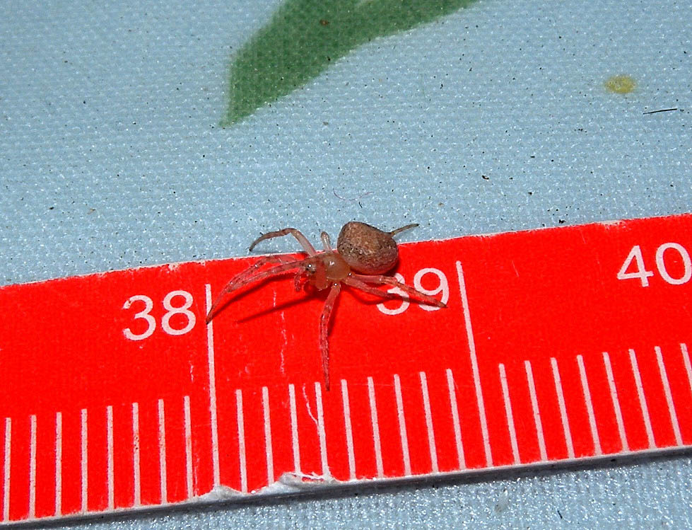 Neoscona subfusca - Bannio Anzino (VB)