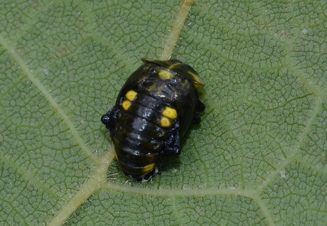 Pupa di Halyzia sedecimguttata (cf.)