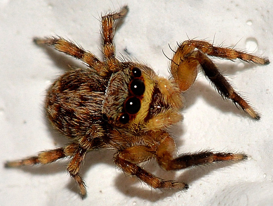 Pseudeuophrys vafra - Anzino (VB)