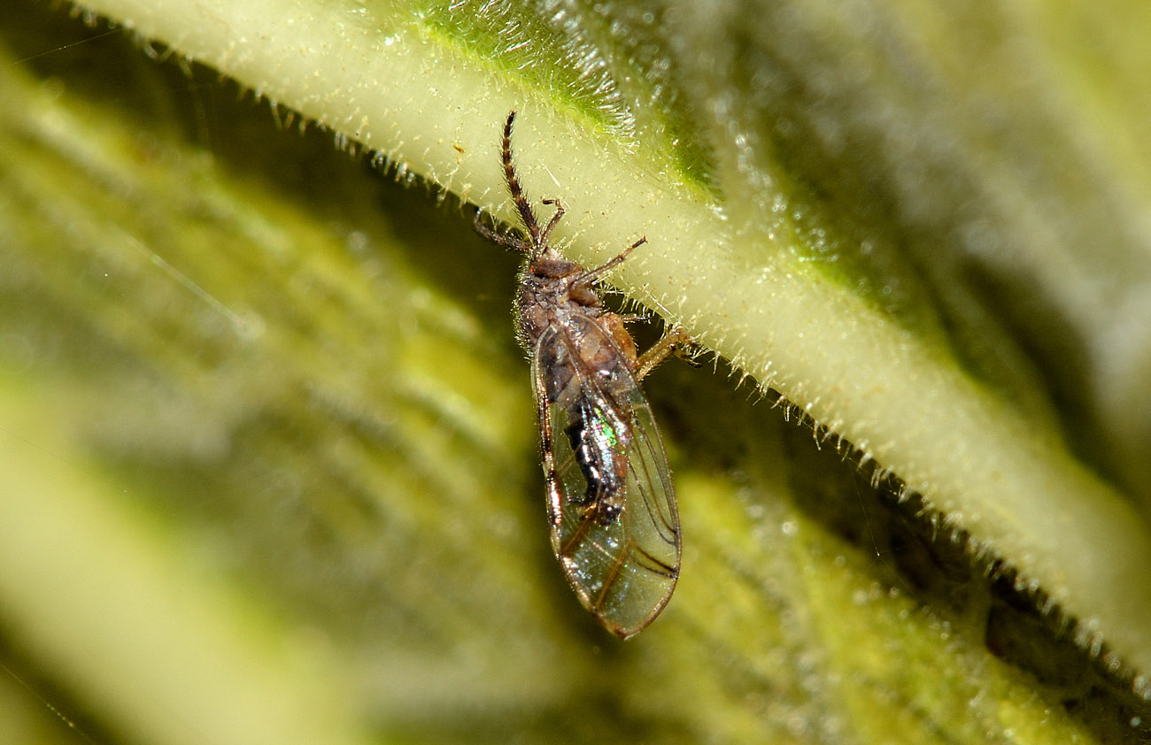 Homotoma ficus psilla del fico Piemonte.