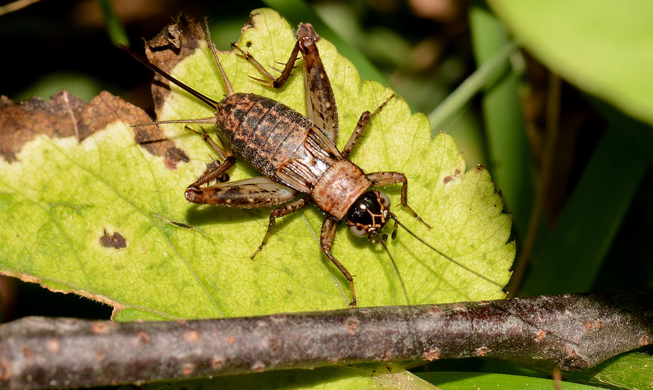 Nemobius sylvestris