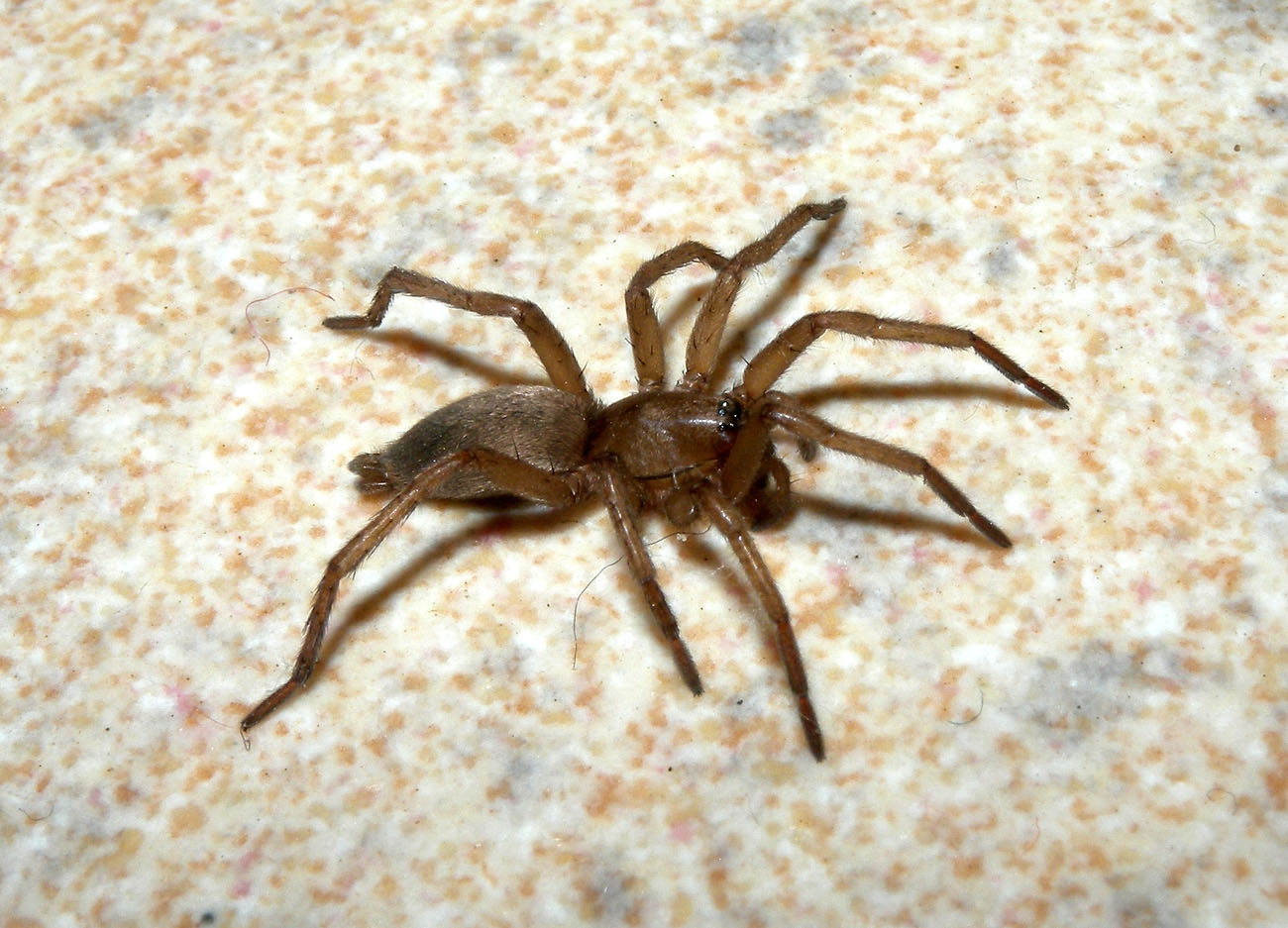 Drassodes sp. - Bannio Anzino (VB)
