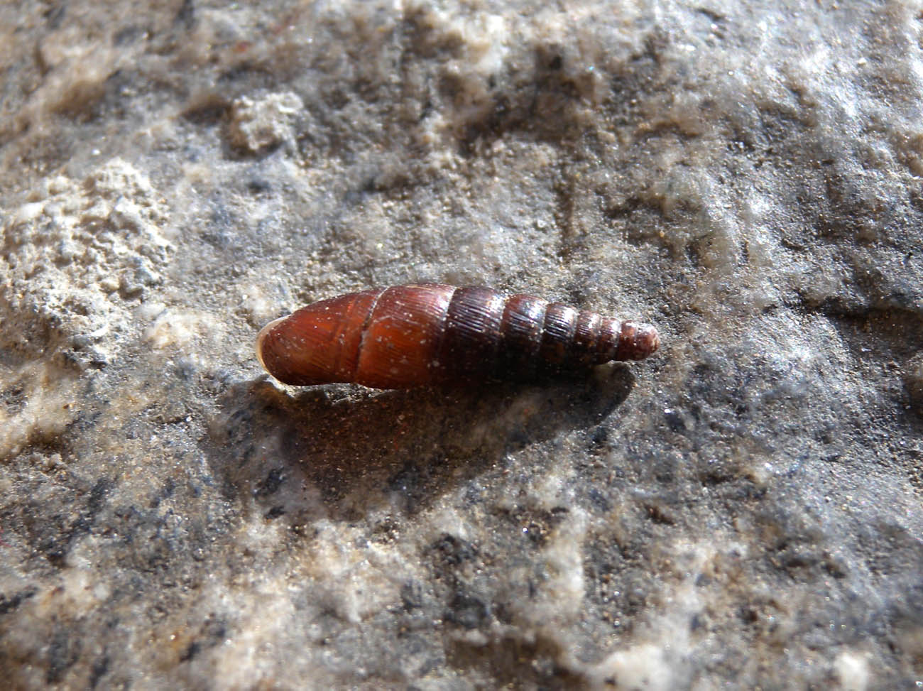 Clausiliidae ?