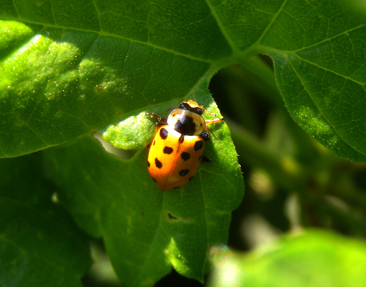 Hippodamia tredecimpunctata