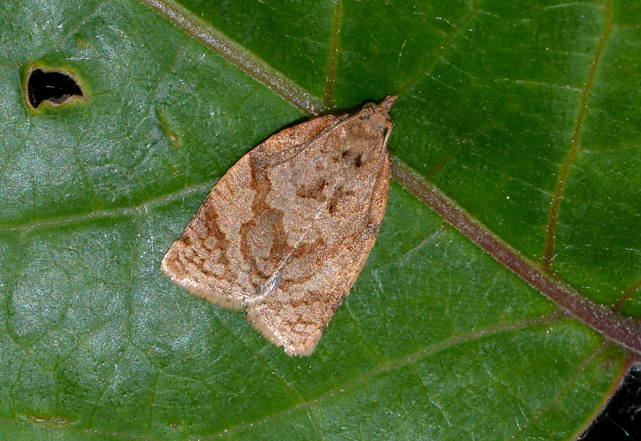Tortricidae