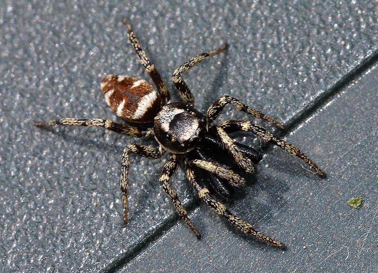 Salticus scenicus - Bannio Anzino (VB)