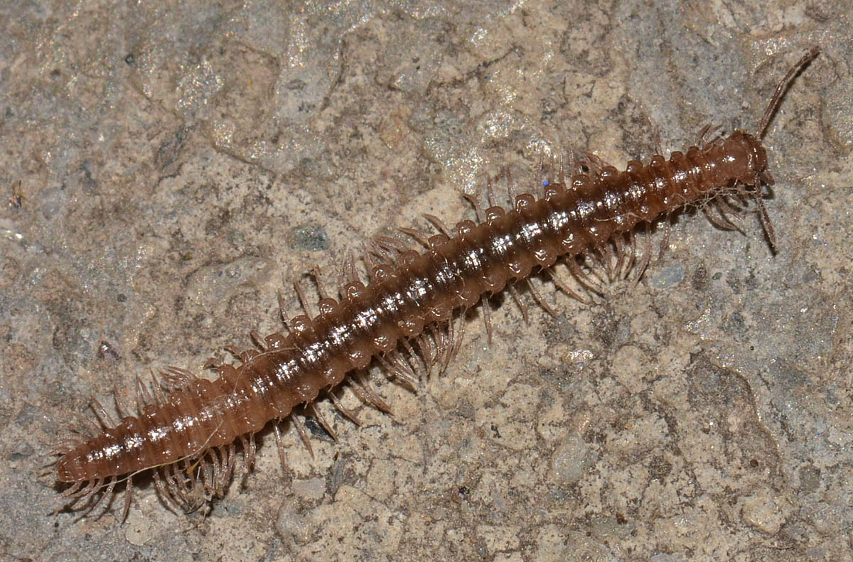 Piccolo miriapode