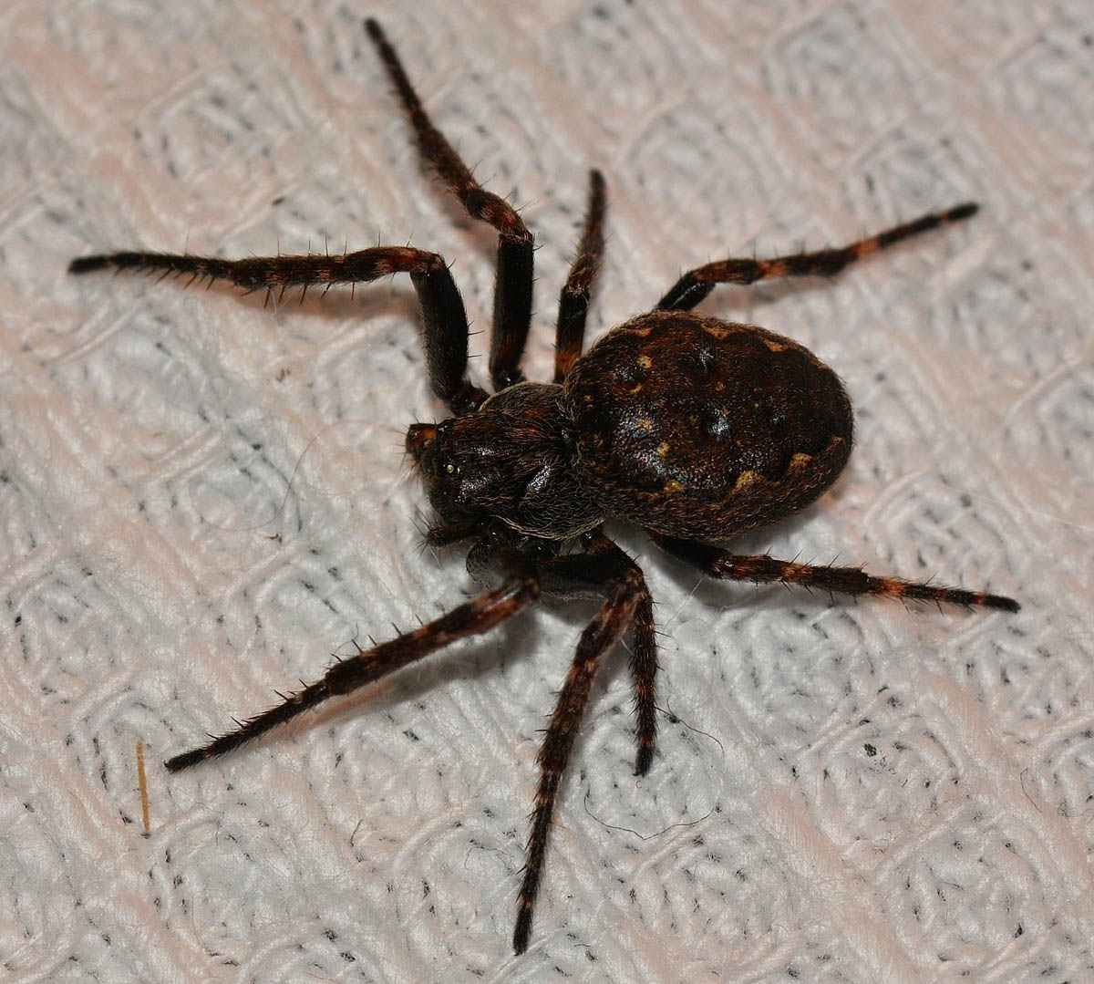Nuctenea umbratica - Mediglia (MI)