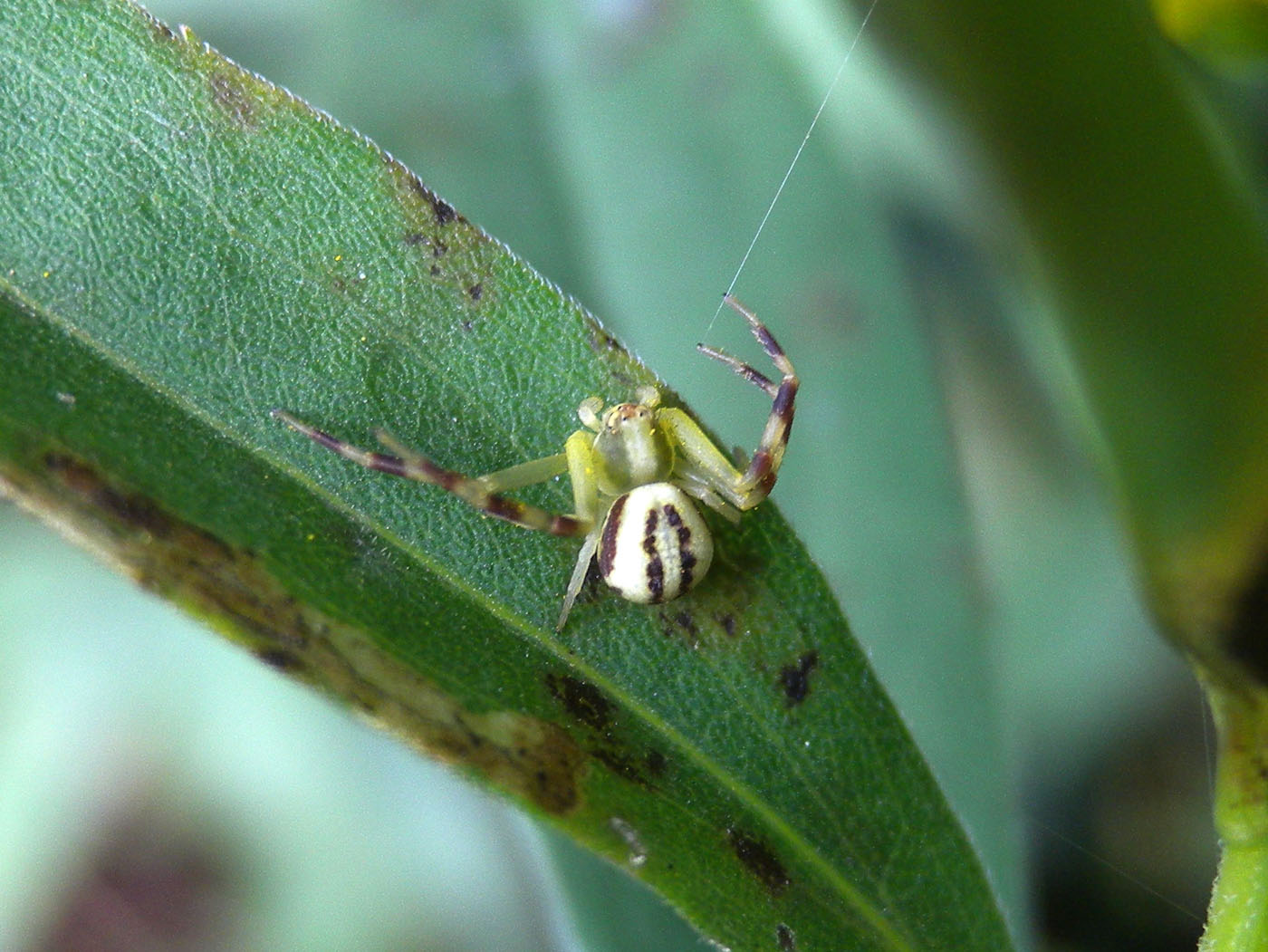 Misumena vatia (maschio subadulto) - V. Anzasca (VB)