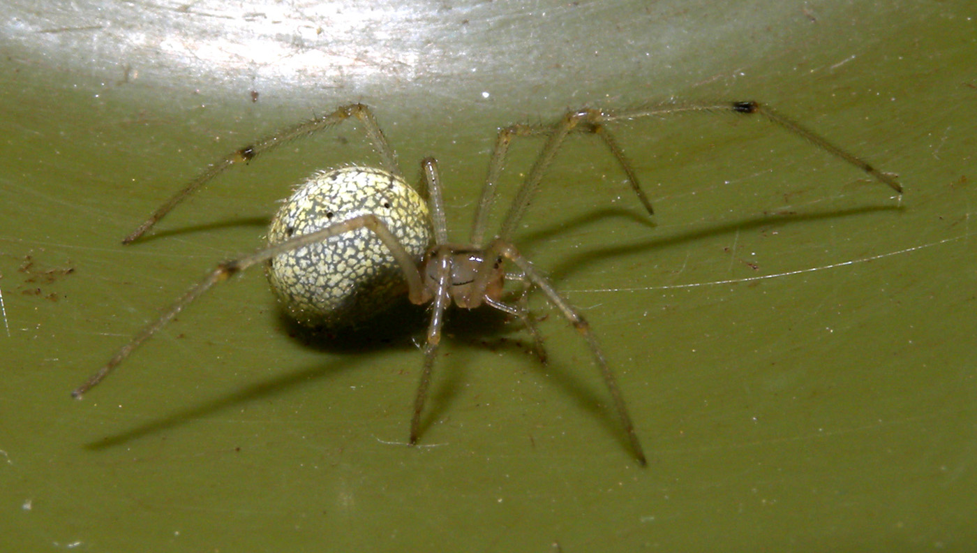 Enoplognatha cfr ovata - Anzino (VB)