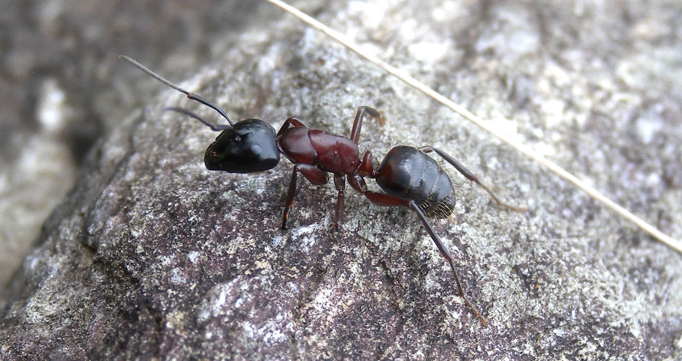 Operaia maggiore di Camponotus cfr ligniperda