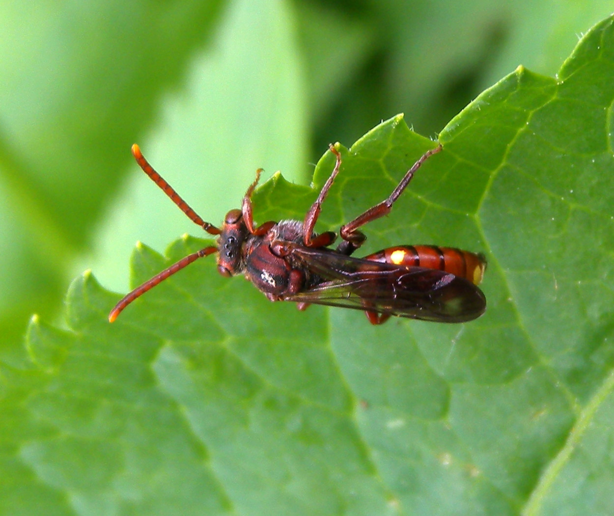 Vespina rossiccia: Nomada sp.