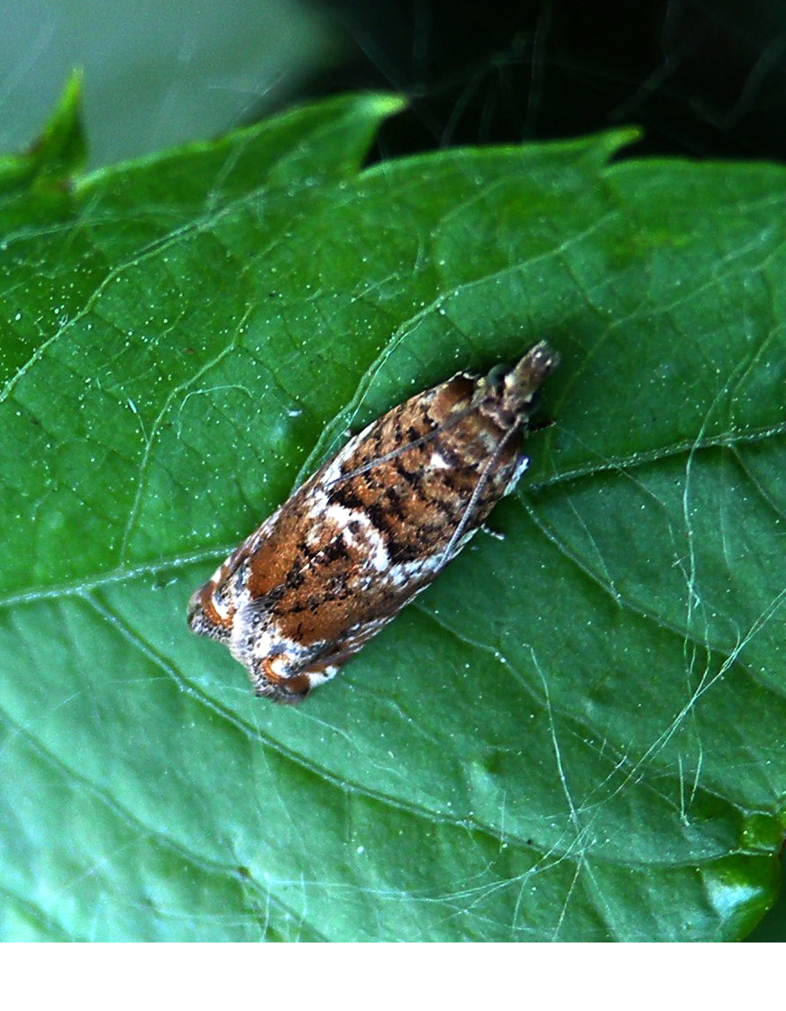 Epinotia abbreviana ?