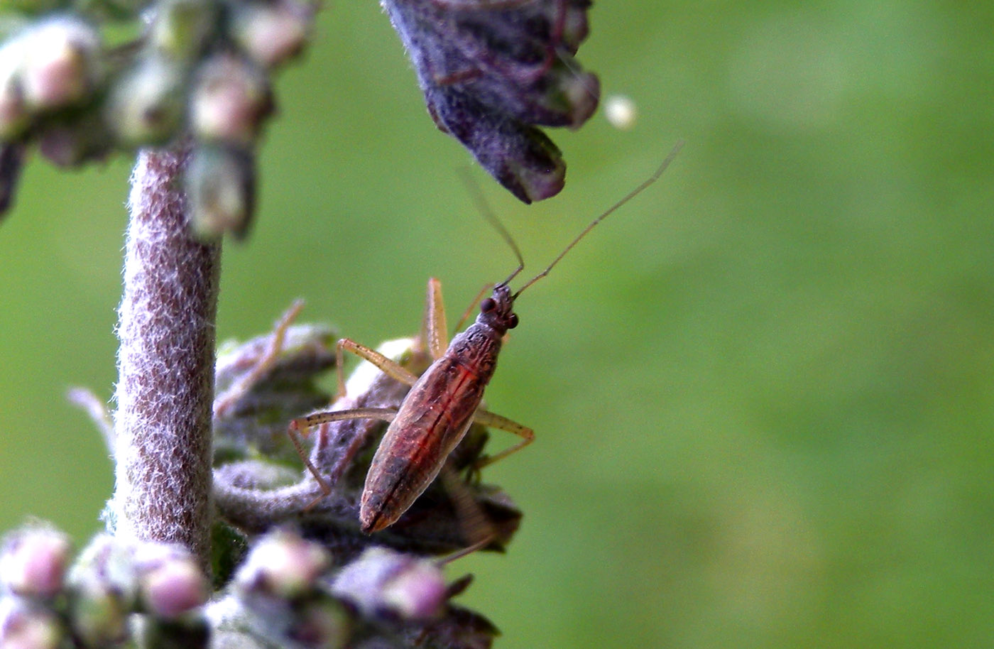 Nabidae: Ninfa di Nabis sp. del Piemonte (VB)