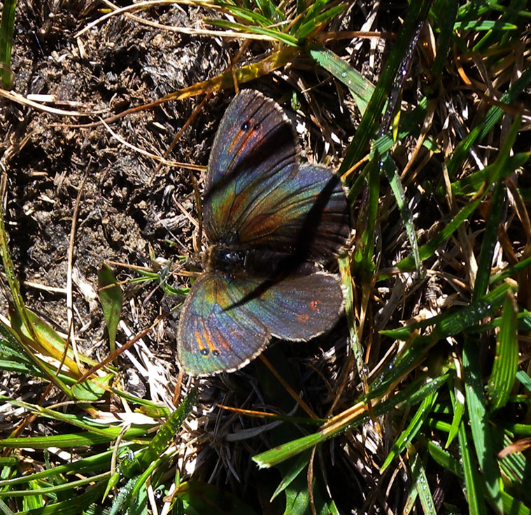 Piccola Erebia