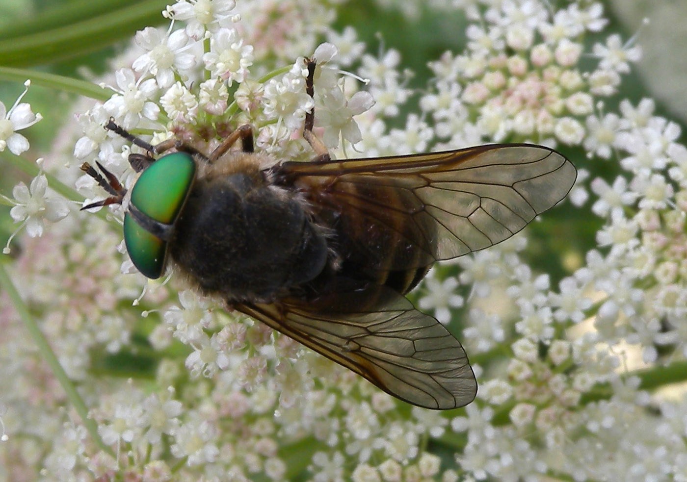 Tabanidae ?