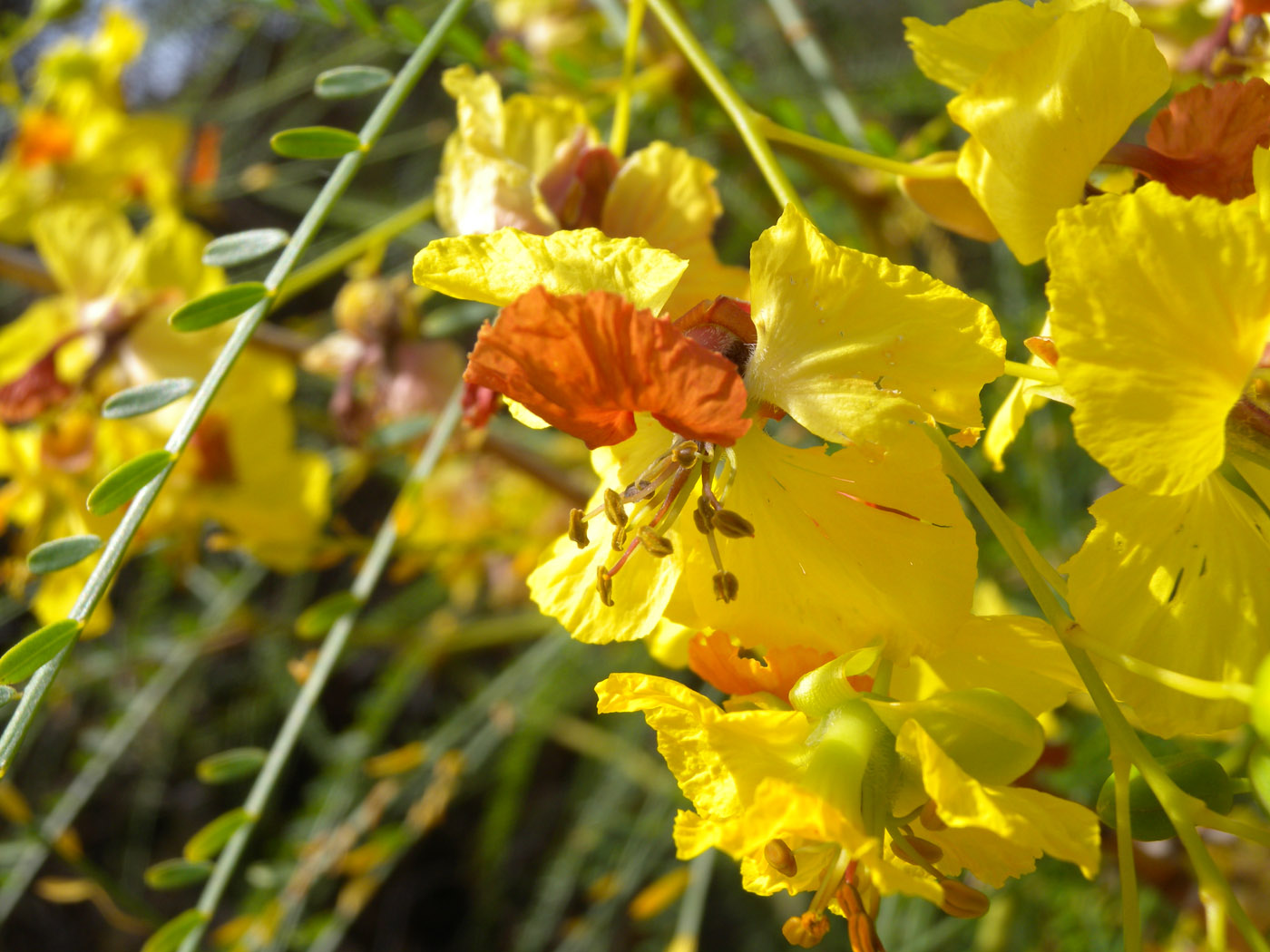 Parkinsonia aculeata / Parchinsonia