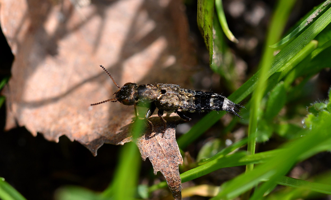 Ontholestes sp.