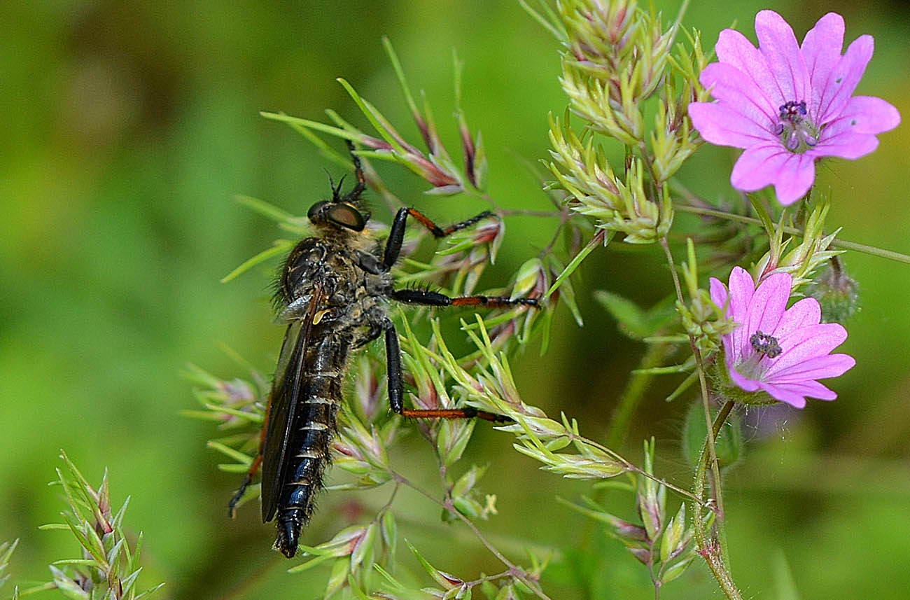 Asilidae scuro