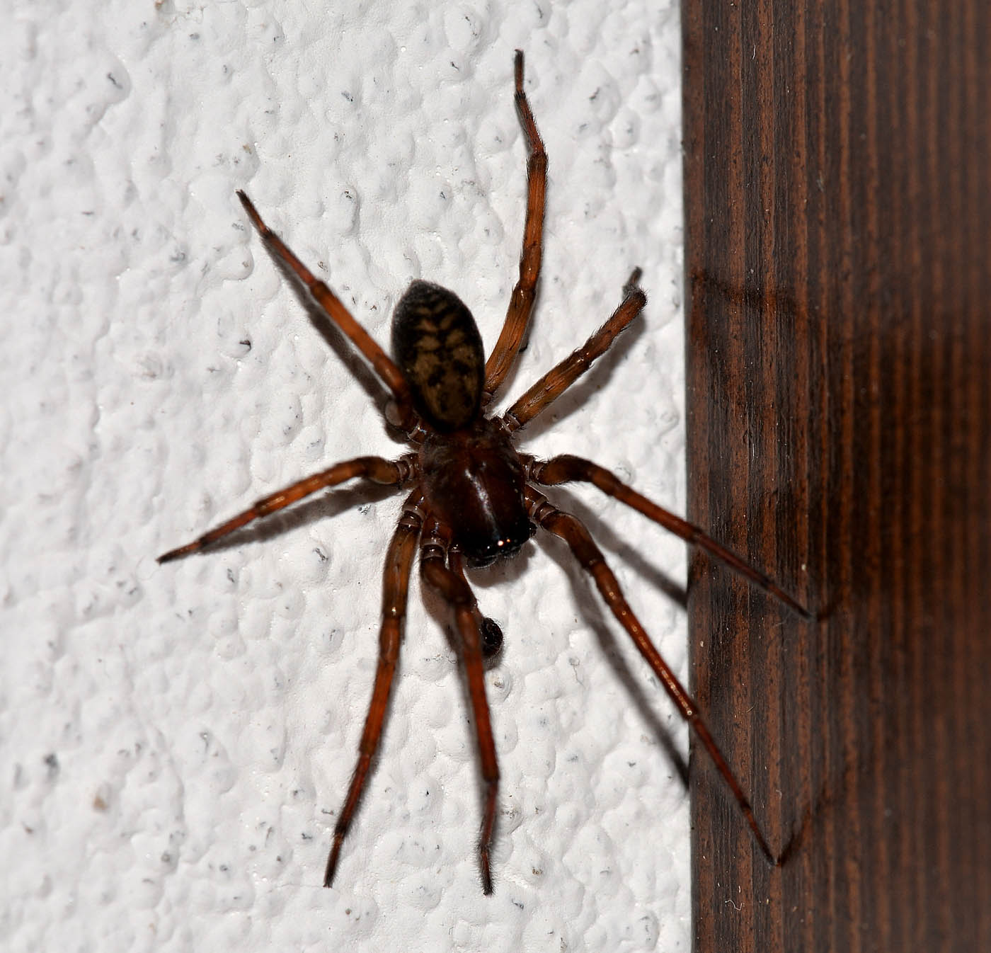Amaurobius sp. - Anzino (VB)