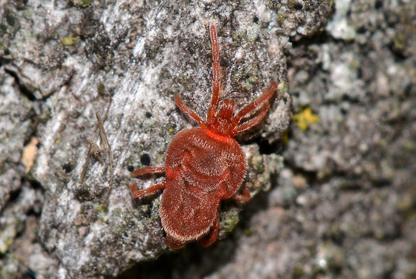 Trombidium...sericeo... - Paullo (MI)