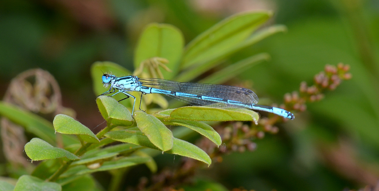 Coenagrion puella? - S