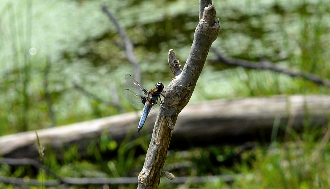 non determinata, - Libellula depressa