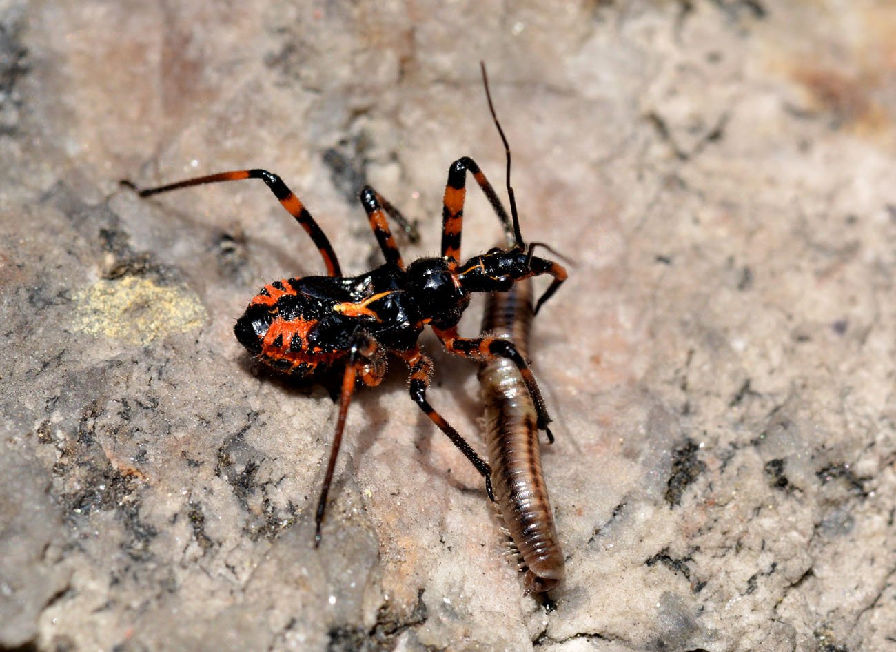giovane Rhynocoris ? S