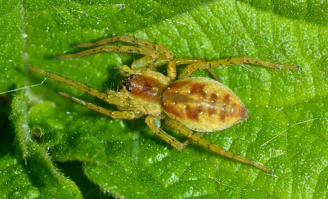 Pirata ? No. Giovane Dolomedes sp. - Mulazzano (Lodi)