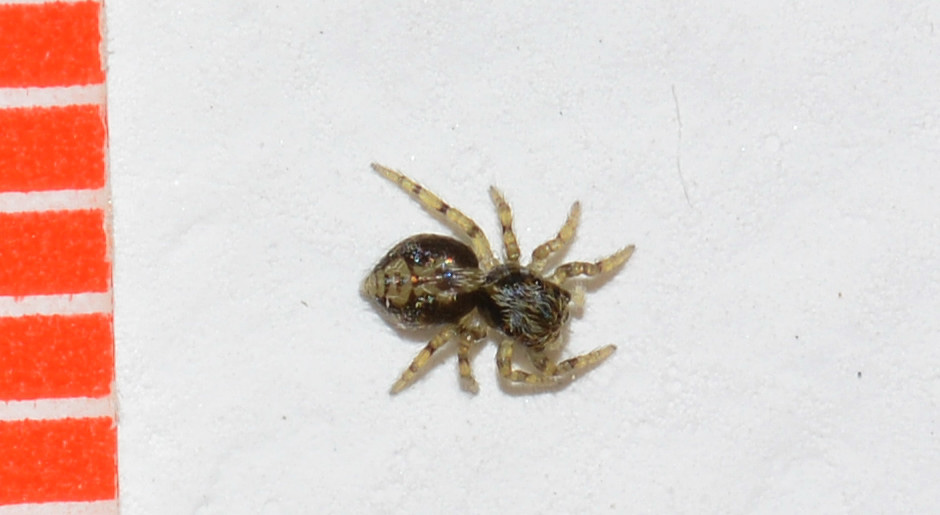Pseudeuophrys sp. - Bannio Anzino (VB)