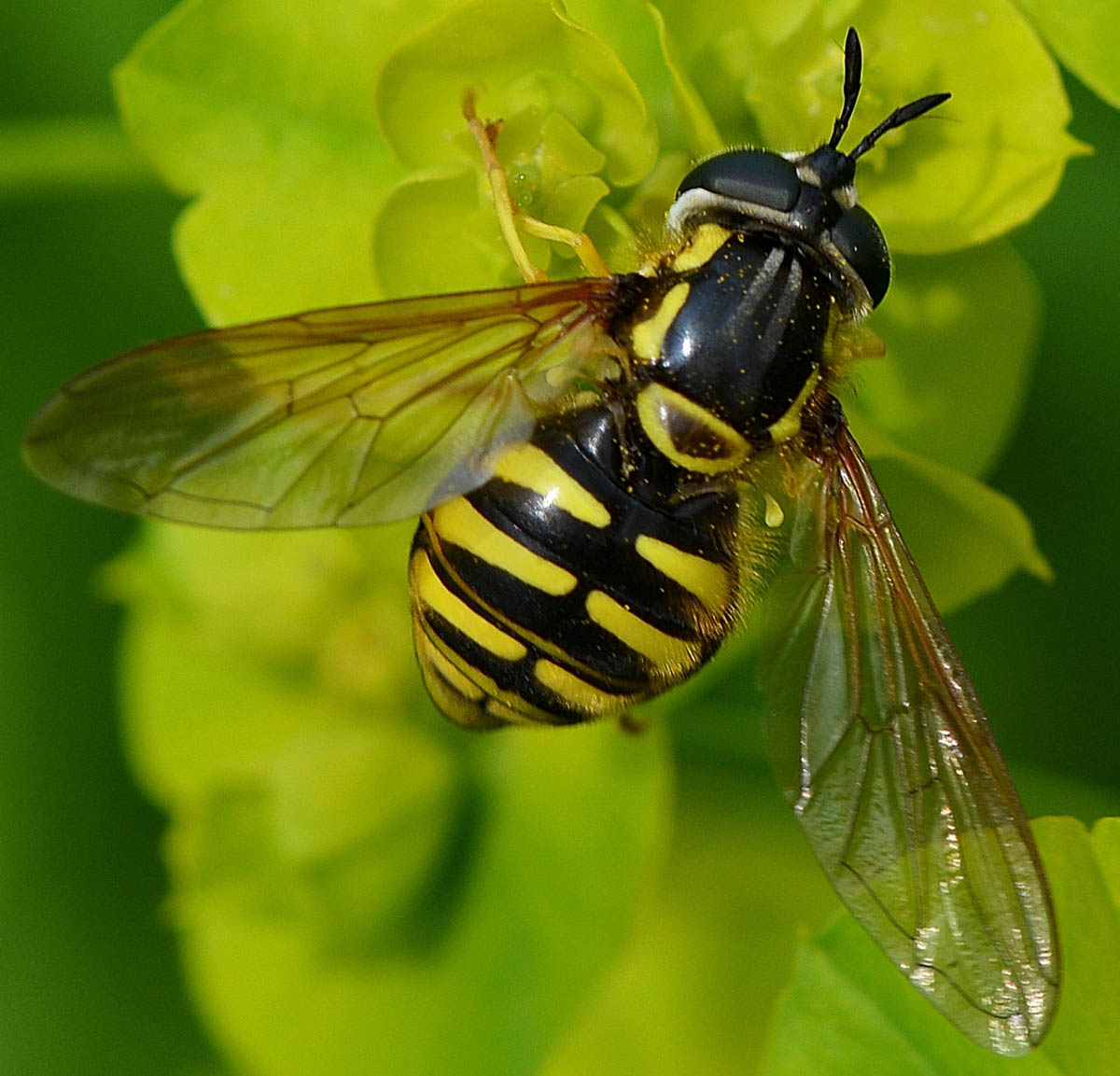 Chrysotoxum cautum femmina