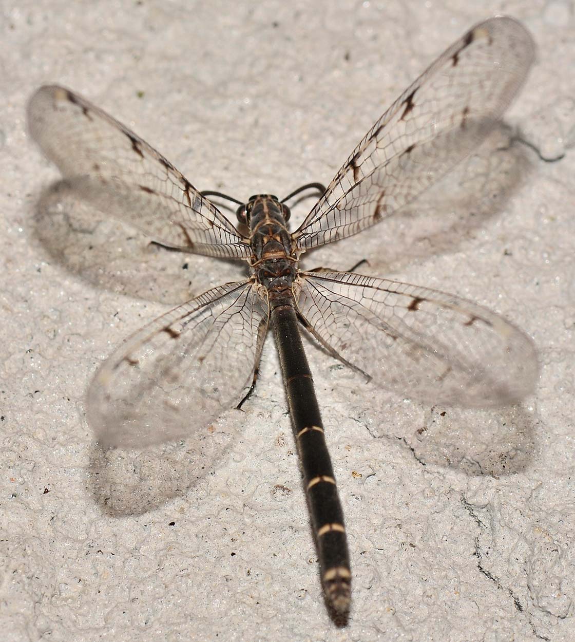 Myrmeleontidae