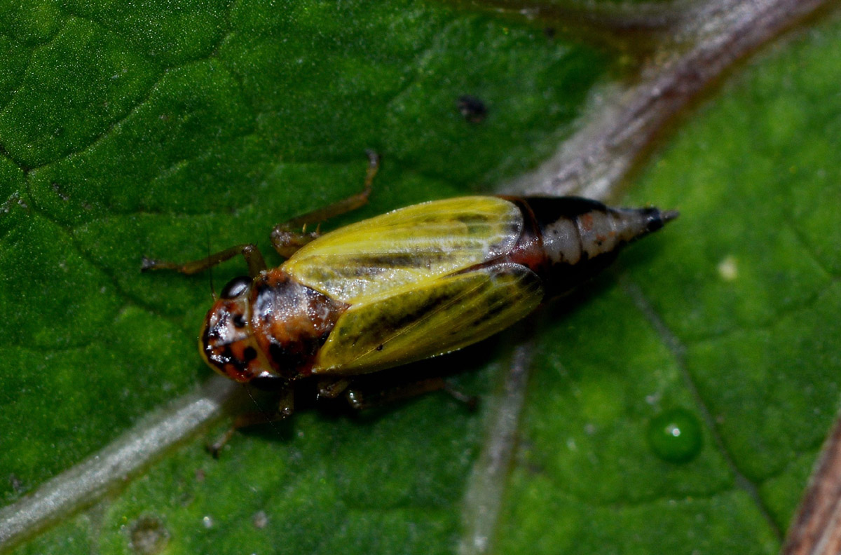 cicadella non id.