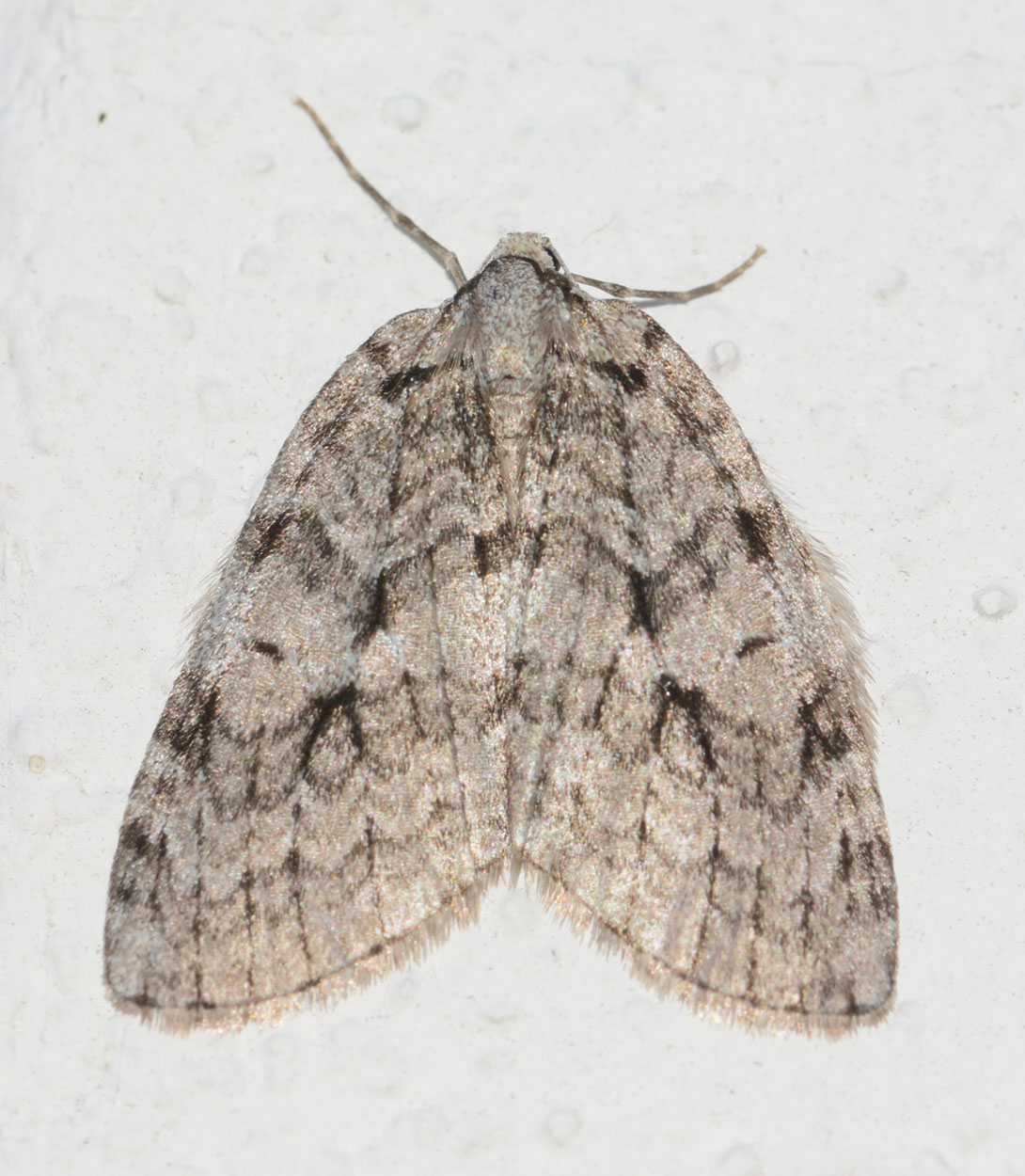 Epirrita autumnalis ?