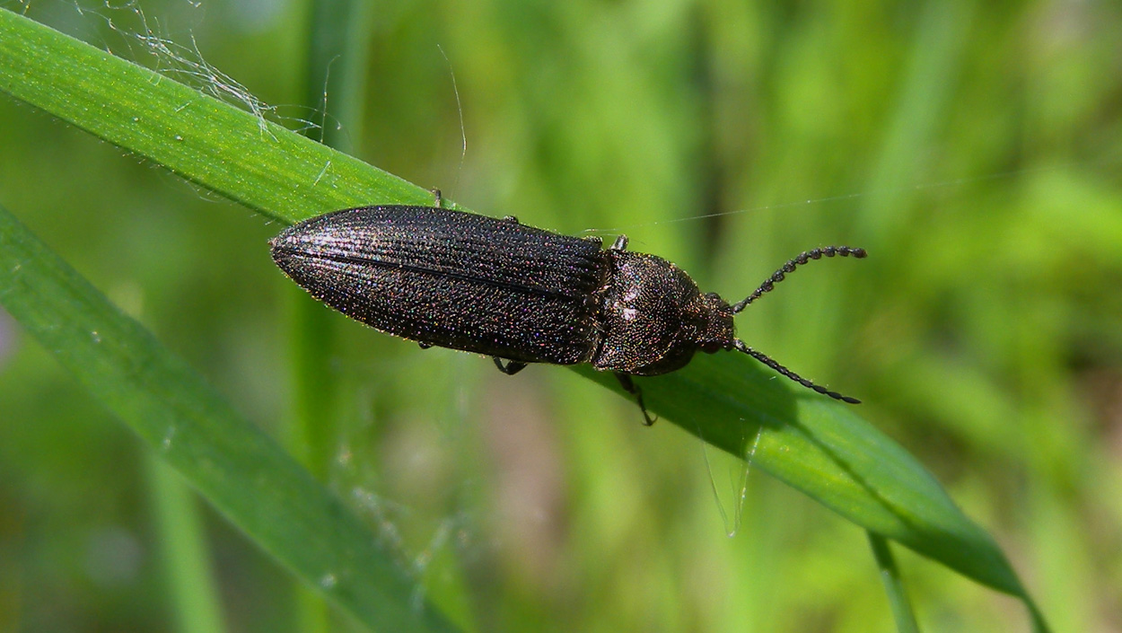 Elateridae: Cidnopus pilosus