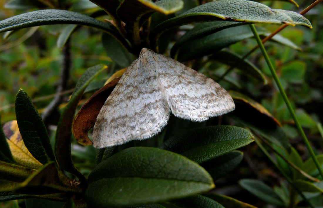 geometridae - Mesotype verberata