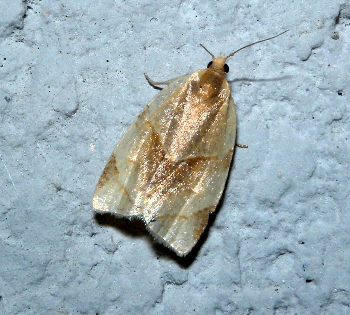 Clepsis rurinana