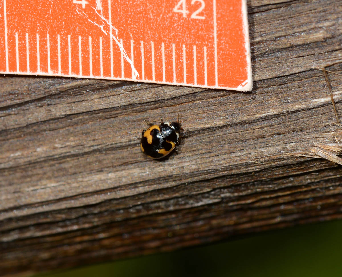 Ceratomegilla (Adaliopsis) alpina, Coccinellidae