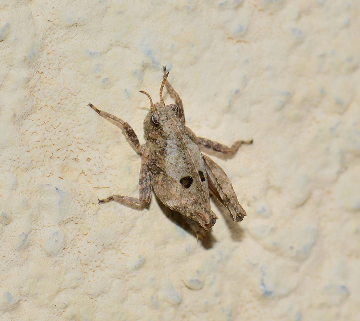 Tetrigidae piccolo: Tetrix bipunctata