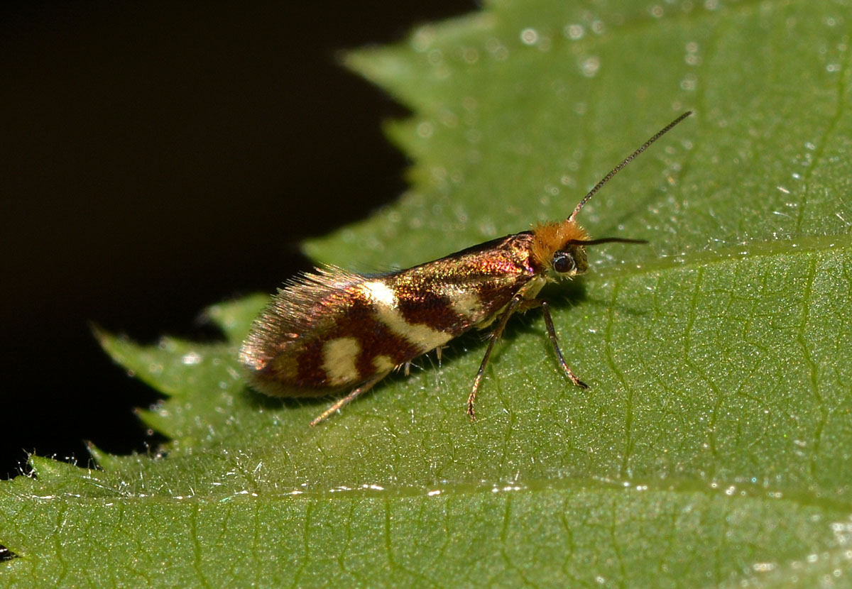 Micropterigidae - Micropterix schaefferi