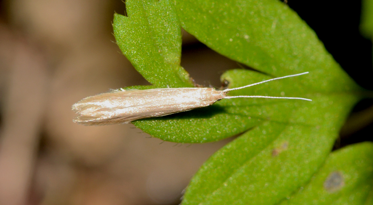 delicata - Coleophoridae