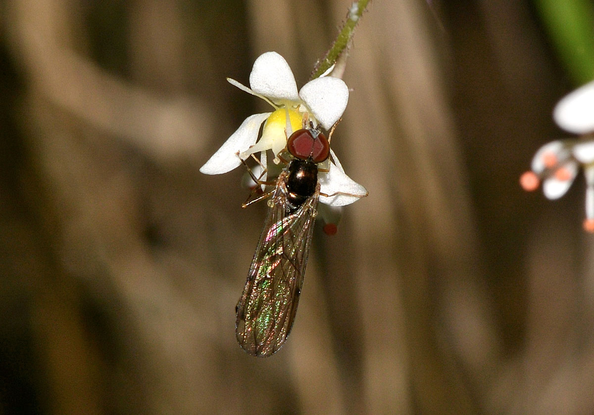 Baccha elongata maschio (Syrphidae)
