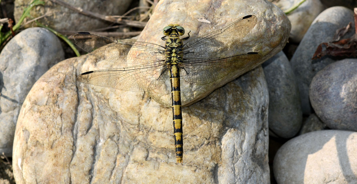 Gomphidae: Onychogomphus forcipatus unguiculatus